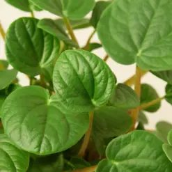 Peperomia 'Rana Verde' — leaf detail close-up