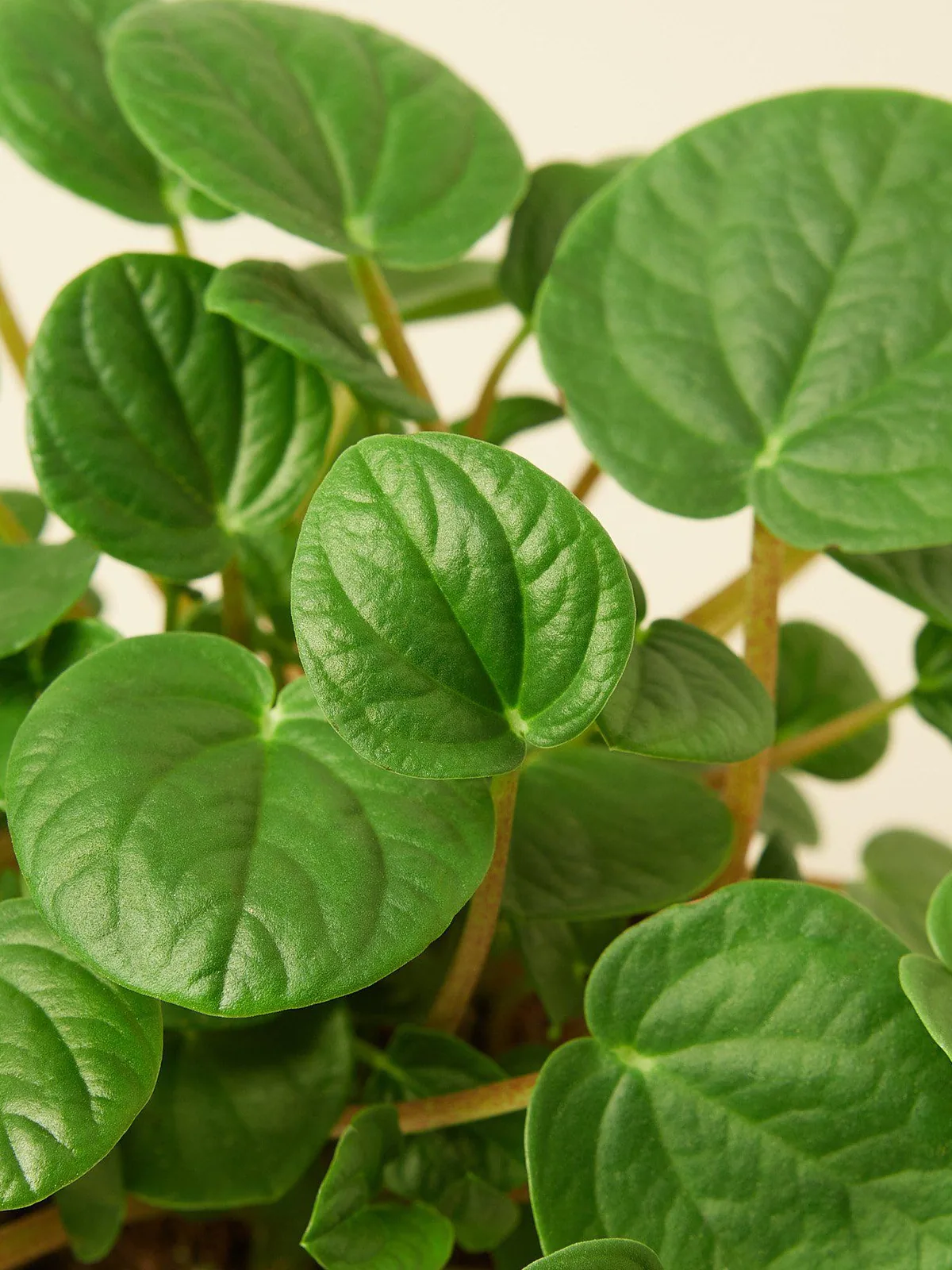 Peperomia 