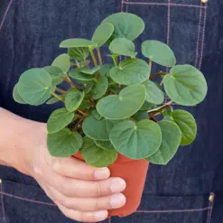 Peperomia 'Rana Verde' — held in hand for size reference
