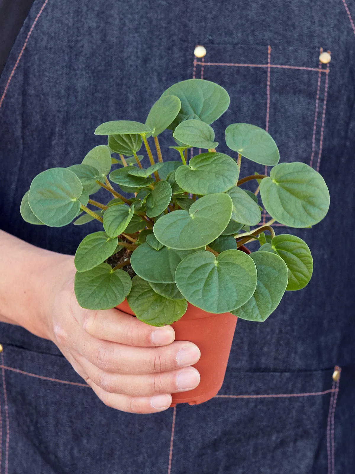 Peperomia 