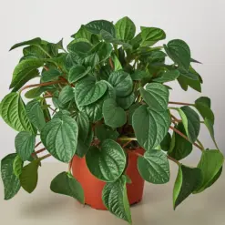 Peperomia 'Rana Verde' — additional view