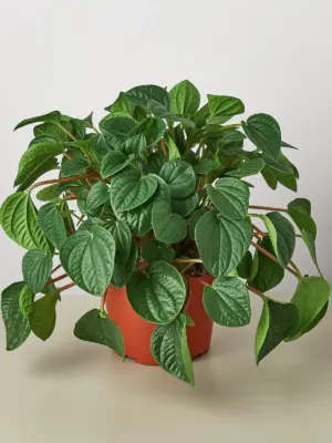 Peperomia 'Rana Verde' — additional view