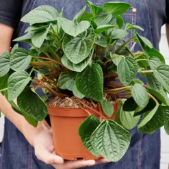 Peperomia 'Rana Verde' — held in hand for size reference