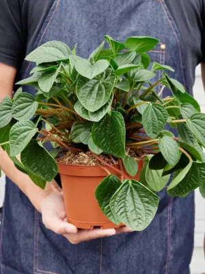 Peperomia 'Rana Verde' — held in hand for size reference