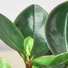 Peperomia Red Edge houseplant