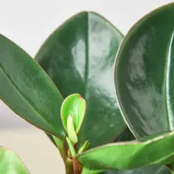 Peperomia Red Edge houseplant