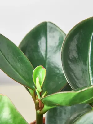 Peperomia Red Edge houseplant