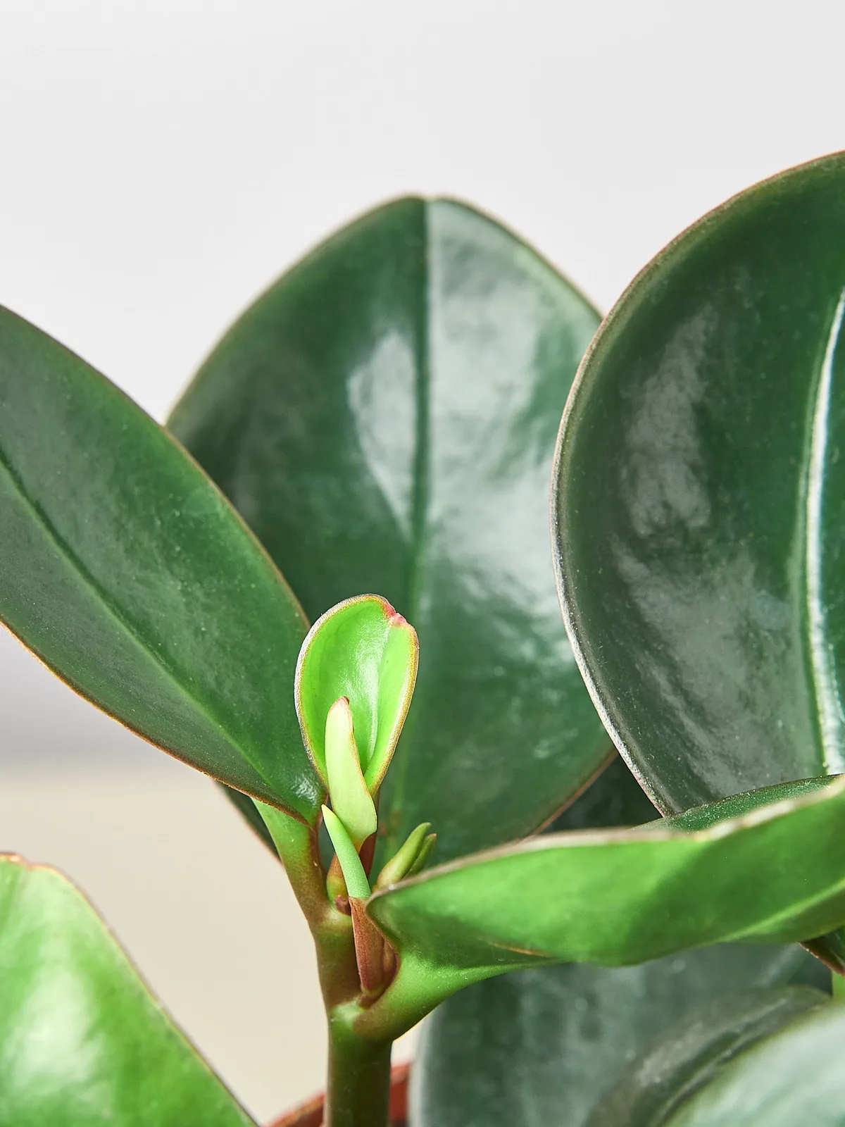 Peperomia Red Edge houseplant