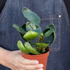 Peperomia Red Edge — held in hand for size reference