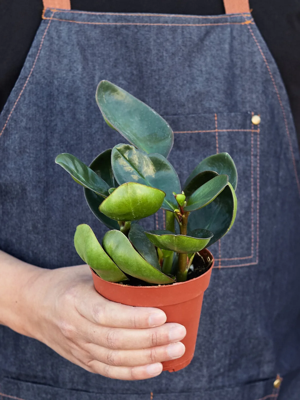 Peperomia Red Edge — held in hand for size reference