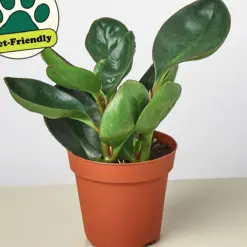 Peperomia Red Edge — additional view