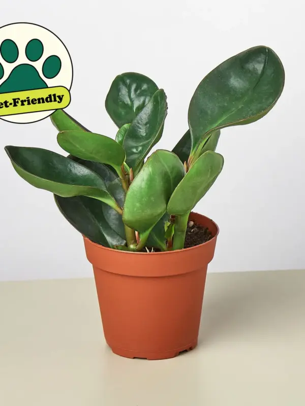 Peperomia Red Edge — additional view