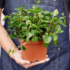 Peperomia 'Glabella' Red Stemmed houseplant