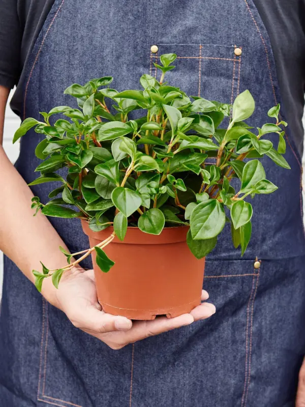 Peperomia 'Glabella' Red Stemmed houseplant