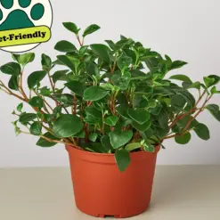 Peperomia 'Glabella' Red Stemmed — additional view