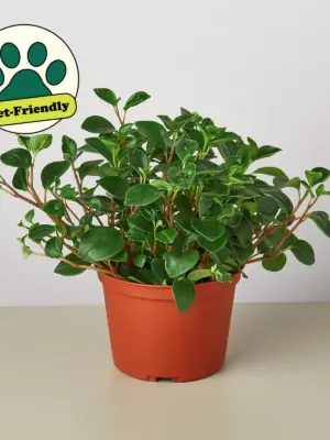 Peperomia 'Glabella' Red Stemmed — additional view