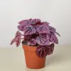Peperomia 'Ripple Red' houseplant