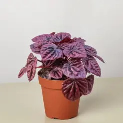 Peperomia 'Ripple Red' houseplant