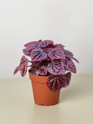 Peperomia 'Ripple Red' houseplant
