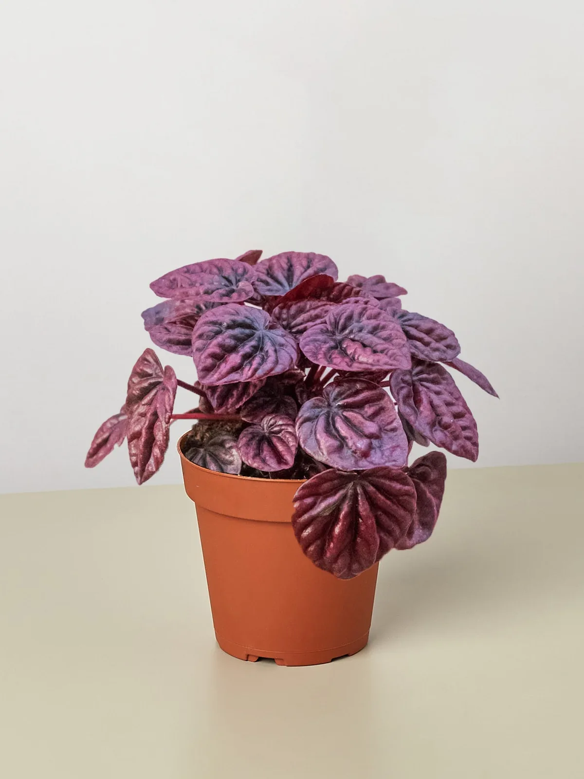 Peperomia 