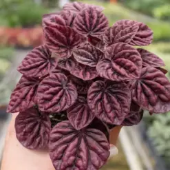 Peperomia 'Ripple Red' — additional view