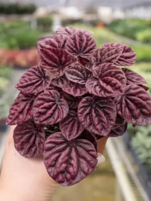 Peperomia 'Ripple Red' — additional view