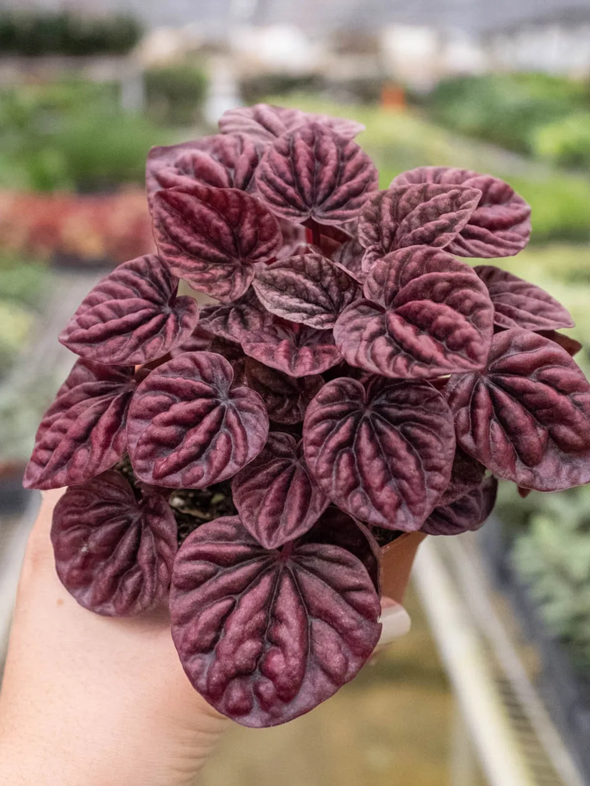 Peperomia 