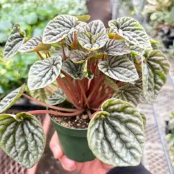 Peperomia 'Ripple Red' — additional view