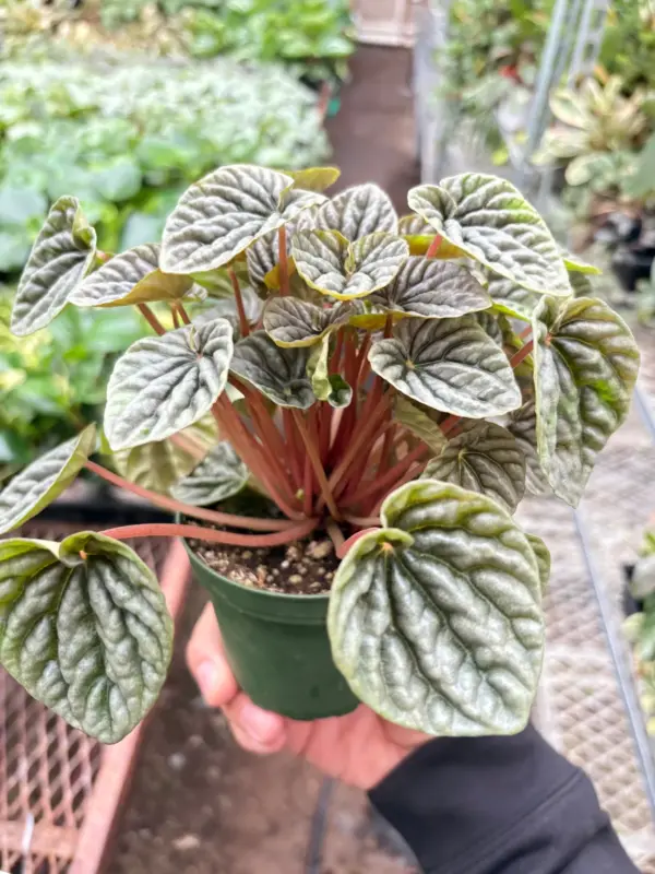 Peperomia 'Ripple Red' — additional view