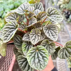 Peperomia 'Ripple Red' — additional view