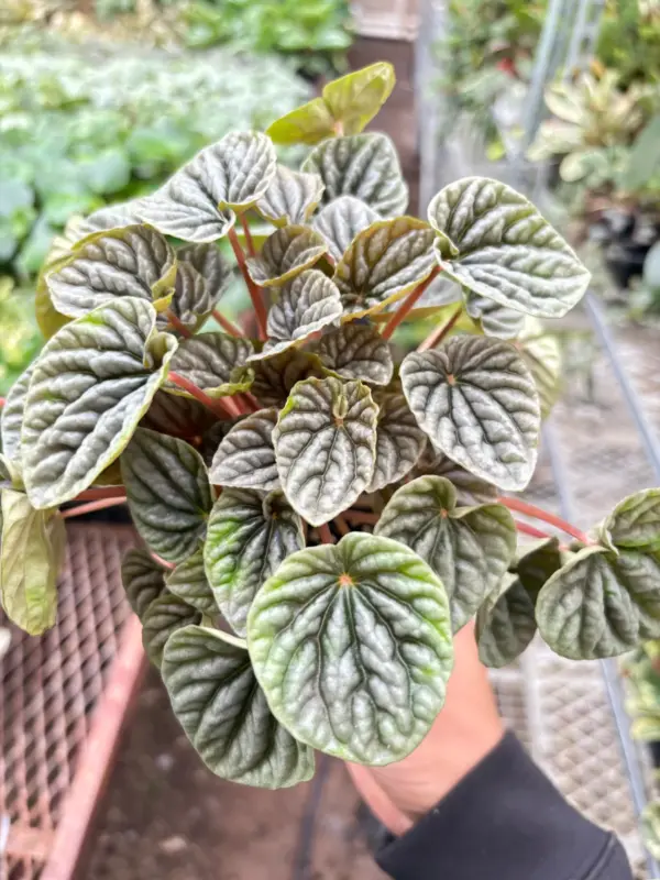 Peperomia 'Ripple Red' — additional view