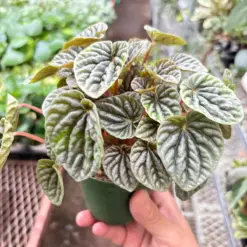 Peperomia 'Ripple Red' — additional view