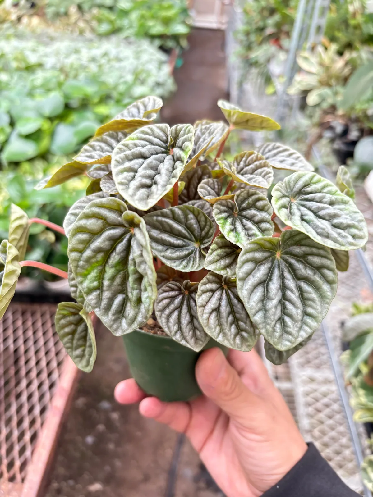Peperomia 