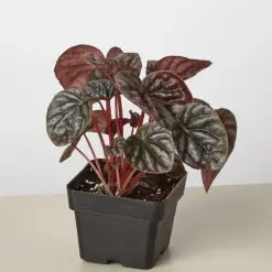 Peperomia 'Ripple Red' — additional view