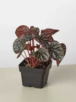 Peperomia 'Ripple Red' — additional view