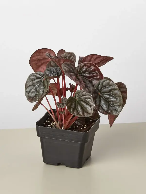 Peperomia 'Ripple Red' — additional view