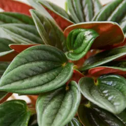 Peperomia 'Rosso' houseplant