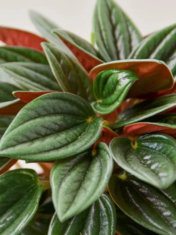 Peperomia 'Rosso' houseplant