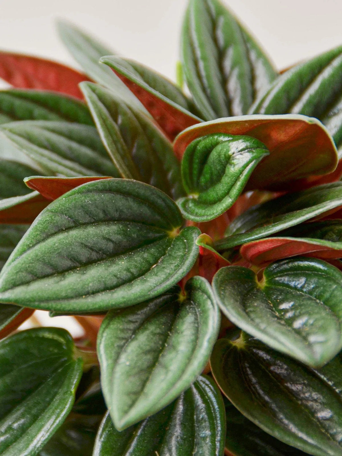 Peperomia 