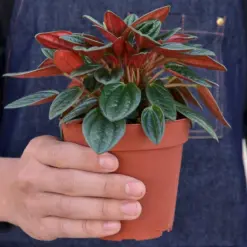 Peperomia 'Rosso' — held in hand for size reference