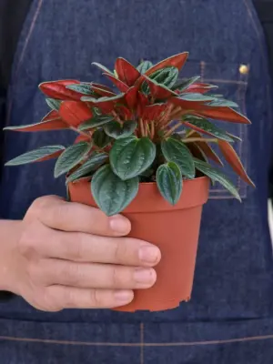 Peperomia 'Rosso' — held in hand for size reference