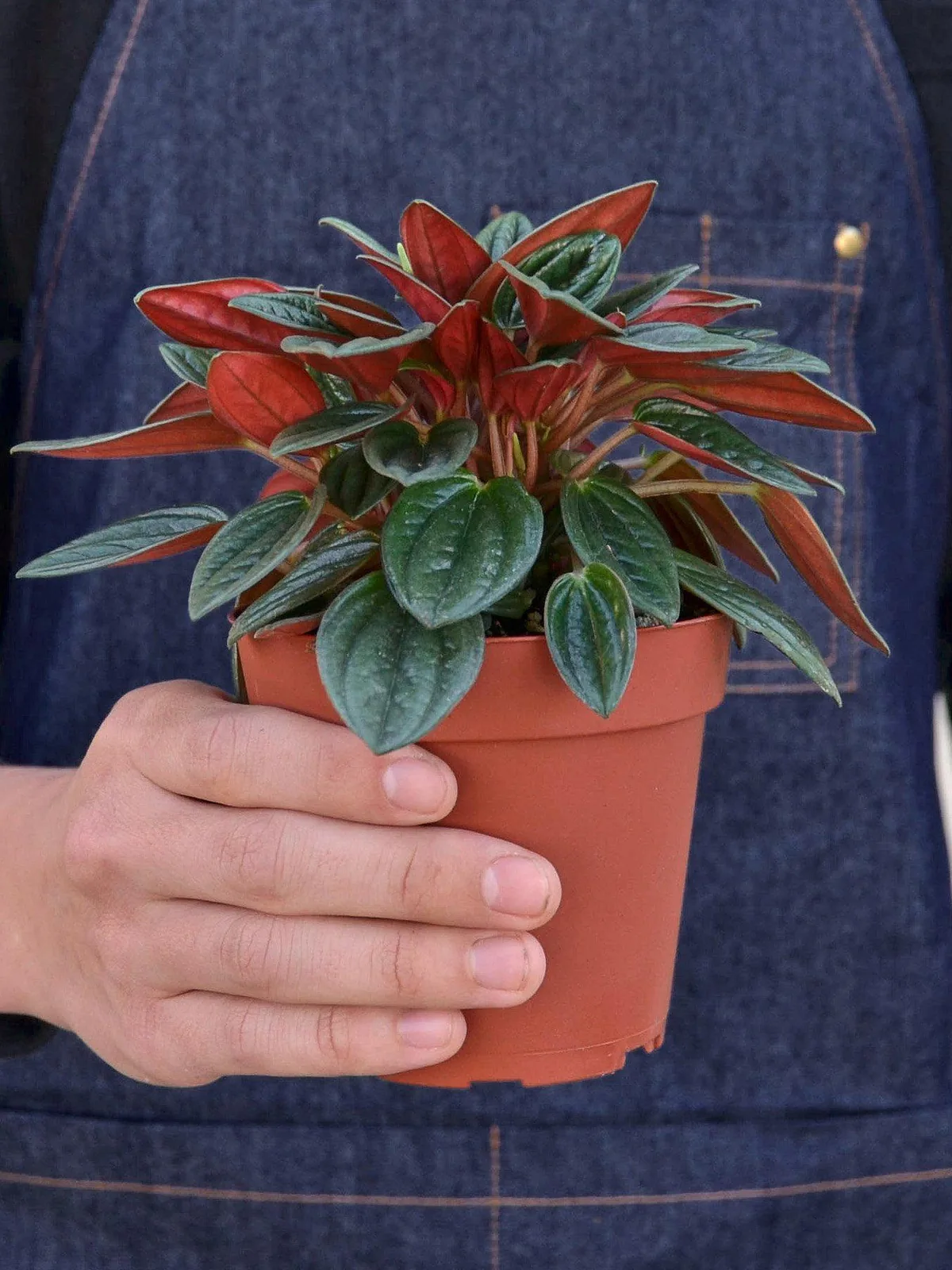 Peperomia 