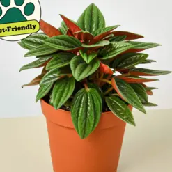 Peperomia 'Rosso' — additional view