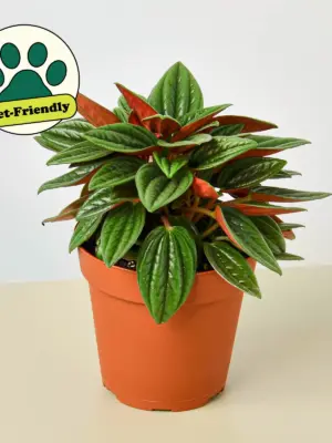 Peperomia 'Rosso' — additional view