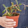 Peperomia 'Ruby Glow' houseplant