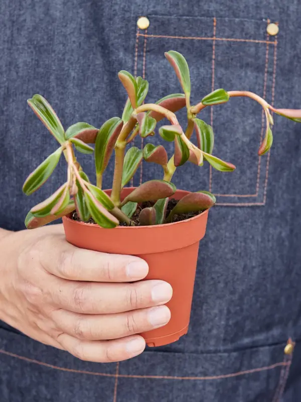 Peperomia 'Ruby Glow' houseplant