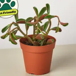 Peperomia 'Ruby Glow' — additional view