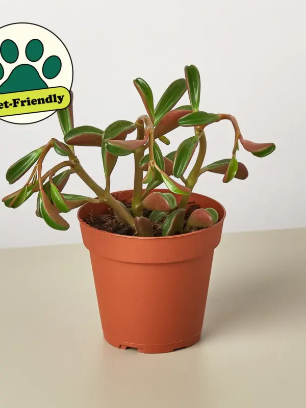 Peperomia 'Ruby Glow' — additional view