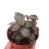 Peperomia 'Rugosa' houseplant