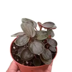 Peperomia 'Rugosa' houseplant
